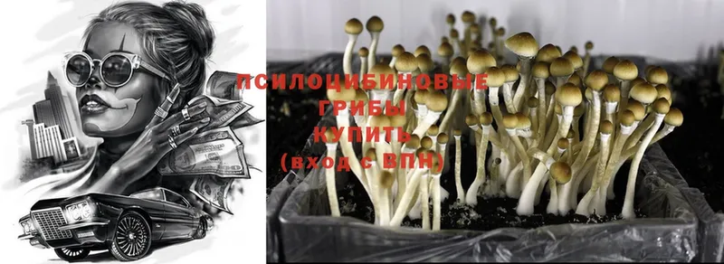 Псилоцибиновые грибы Cubensis  МЕГА зеркало  Дюртюли 